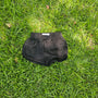 Black Bow Shorts (RTS)